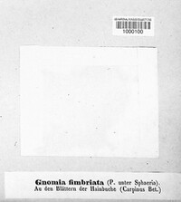 Gnomonia fimbriata image